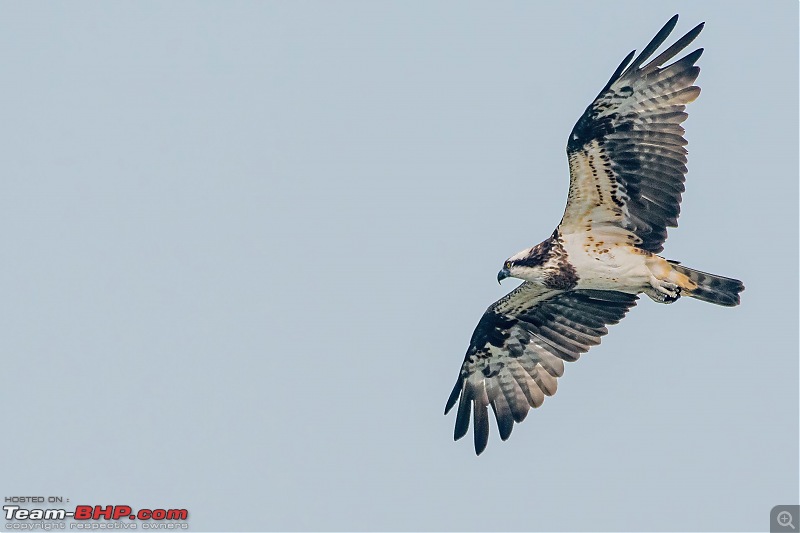 The hunt for Killer Ospreys at Purbasthali-_dsc7394denoiseaidenoise.jpg