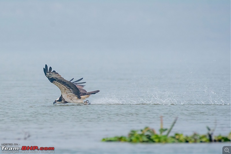 The hunt for Killer Ospreys at Purbasthali-_dsc7411denoiseaidenoise.jpg