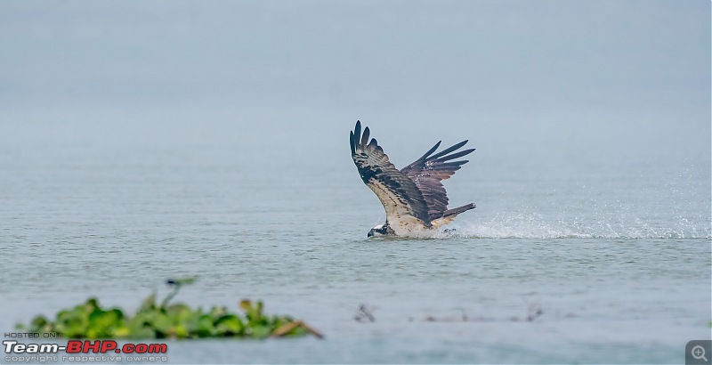 The hunt for Killer Ospreys at Purbasthali-_dsc7412denoiseaidenoise.jpg