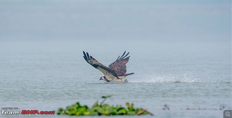 The hunt for Killer Ospreys at Purbasthali-_dsc7413denoiseaidenoise.jpg