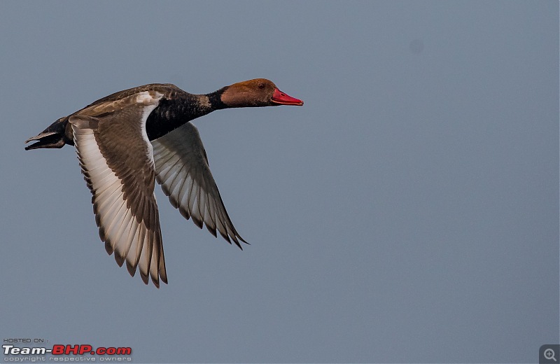 The hunt for Killer Ospreys at Purbasthali-_dsc7720.jpg