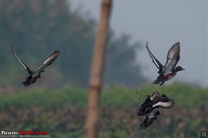 The hunt for Killer Ospreys at Purbasthali-_dsc7789.jpg