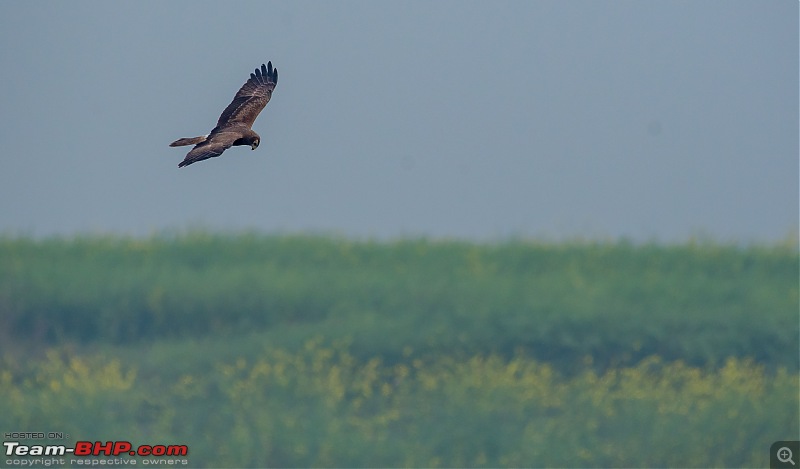 The hunt for Killer Ospreys at Purbasthali-_dsc7876.jpg