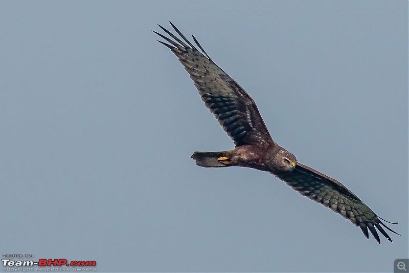 The hunt for Killer Ospreys at Purbasthali-_dsc7920denoiseaidenoise.jpg