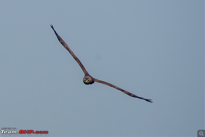 The hunt for Killer Ospreys at Purbasthali-_dsc7915.jpg