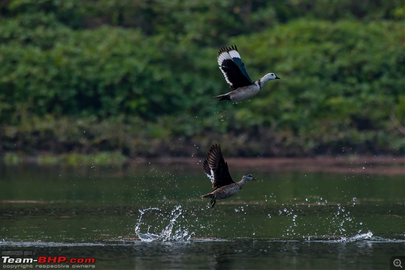 The hunt for Killer Ospreys at Purbasthali-_dsc7944.jpg