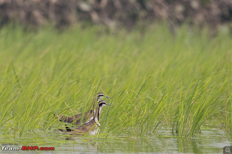 The hunt for Killer Ospreys at Purbasthali-_dsc7551.jpg