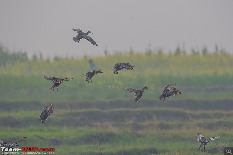 The hunt for Killer Ospreys at Purbasthali-_dsc8015.jpg