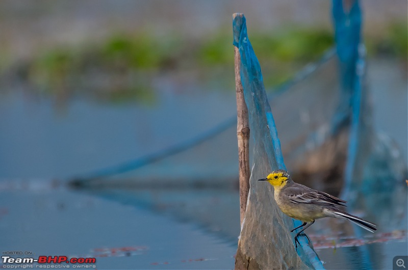 The hunt for Killer Ospreys at Purbasthali-_dsc8035.jpg