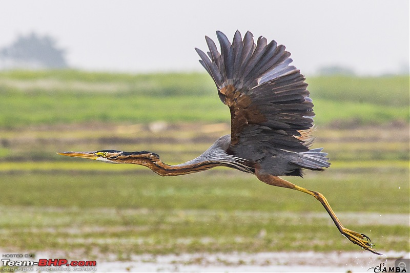 The hunt for Killer Ospreys at Purbasthali-img_6257.jpg