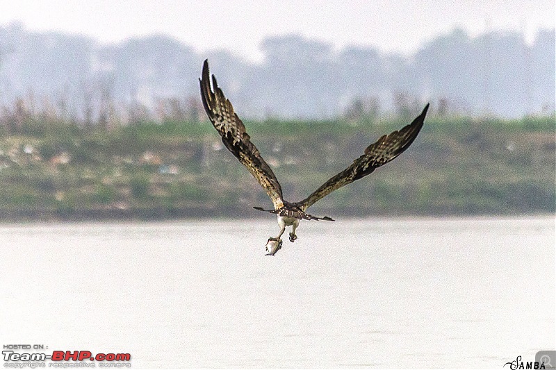 The hunt for Killer Ospreys at Purbasthali-img_6636.jpg