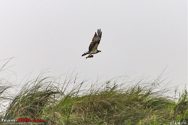 The hunt for Killer Ospreys at Purbasthali-img_6704.jpg