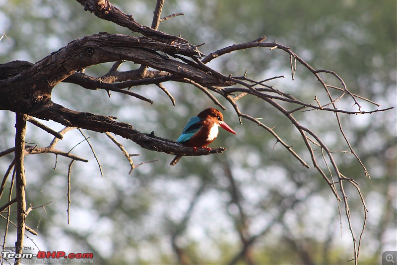 The hunt for Killer Ospreys at Purbasthali-img_3046.jpg