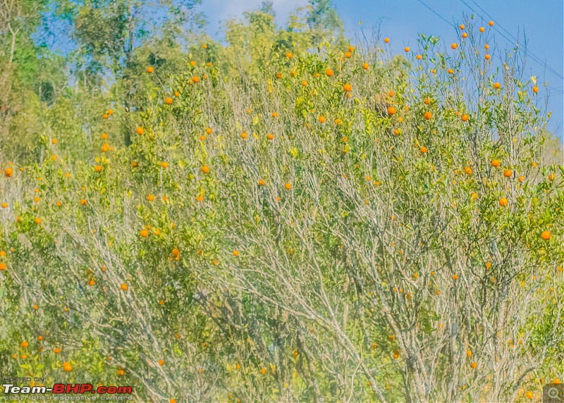 The Orange Orchards of Chota Mangwa-chota-mangwa-18.jpg