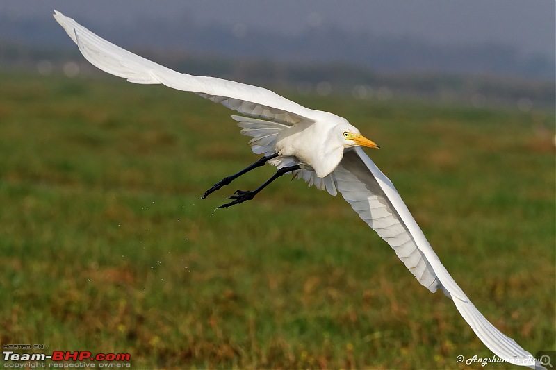 The hunt for Killer Ospreys at Purbasthali-img_0998.jpg