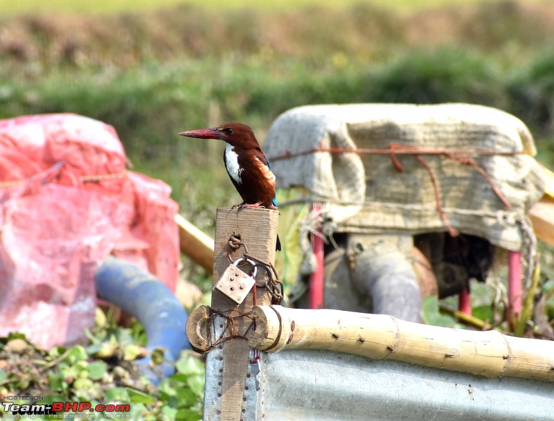 The hunt for Killer Ospreys at Purbasthali-dsc_3742.jpg