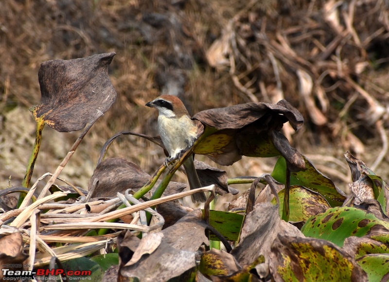 The hunt for Killer Ospreys at Purbasthali-dsc_3770.jpg