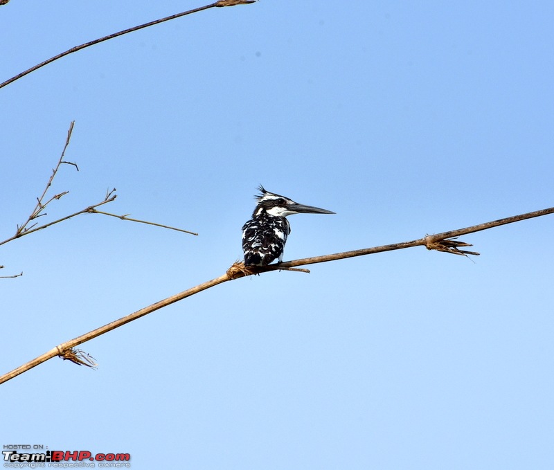 The hunt for Killer Ospreys at Purbasthali-dsc_4022.jpg