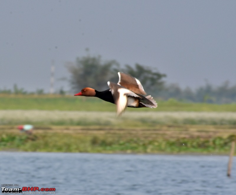 The hunt for Killer Ospreys at Purbasthali-dsc_3826.jpg