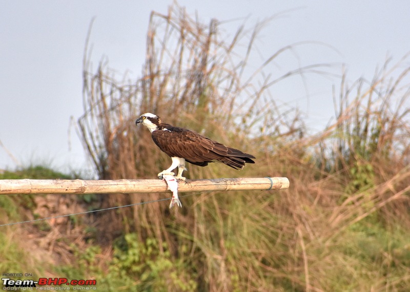 The hunt for Killer Ospreys at Purbasthali-dsc_4173.jpg