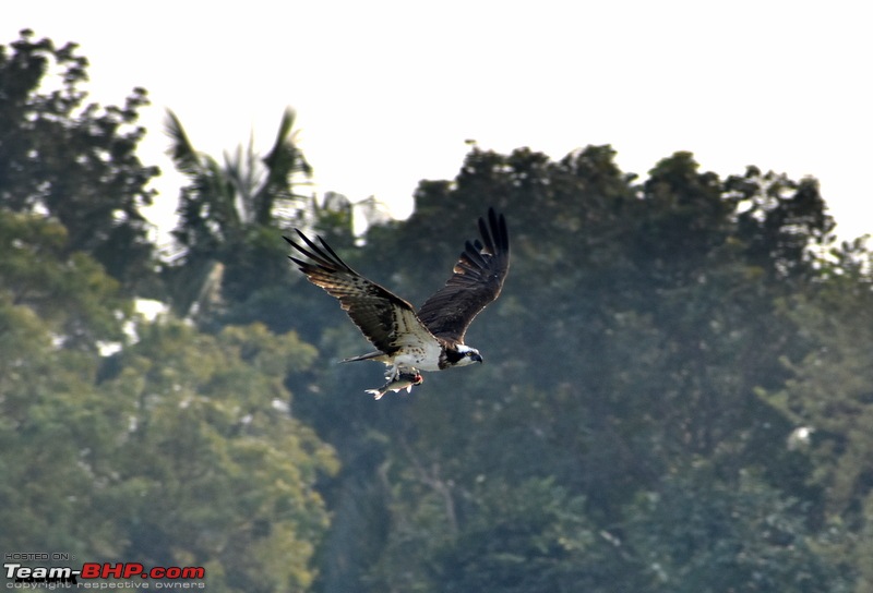 The hunt for Killer Ospreys at Purbasthali-dsc_4225.jpg