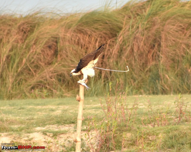 The hunt for Killer Ospreys at Purbasthali-dsc_4293.jpg