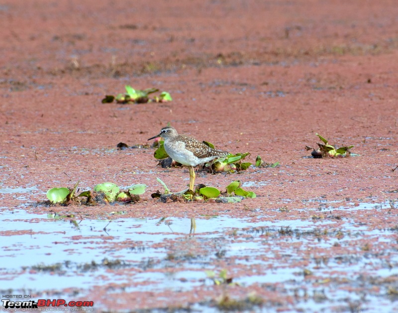 West Bengal - A treasure for tourists-dsc_3661.jpg