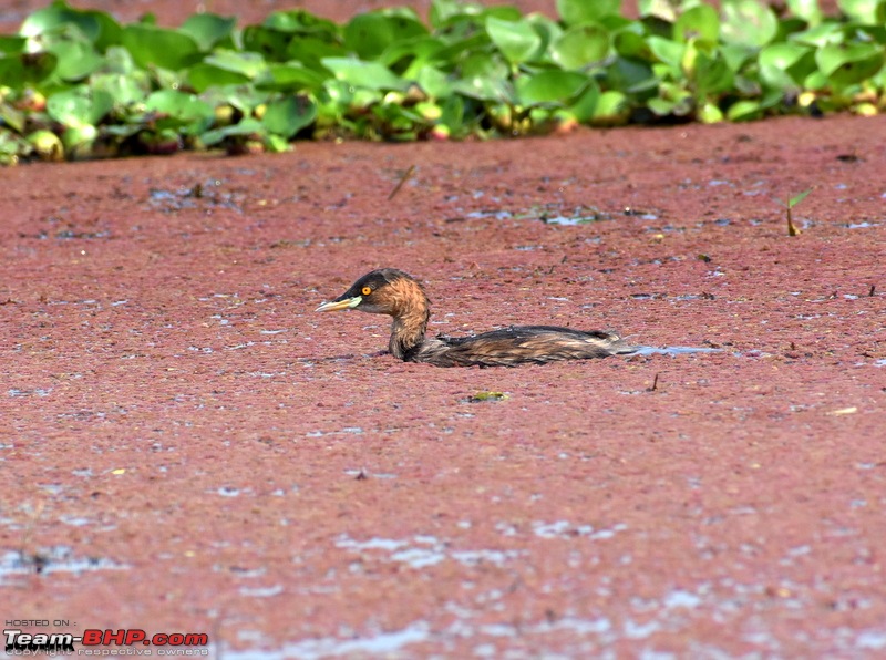 West Bengal - A treasure for tourists-dsc_3695.jpg