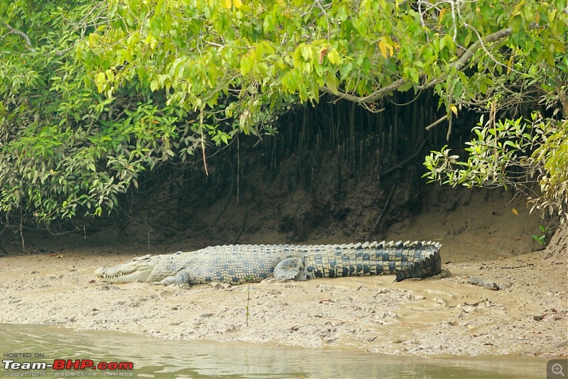 Drive from Calcutta to the land of Crocodiles, Bhitarkanika-img_0121-compressed.jpg