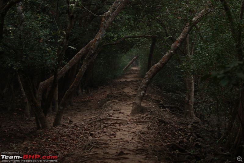 Drive from Calcutta to the land of Crocodiles, Bhitarkanika-img_9997.jpg