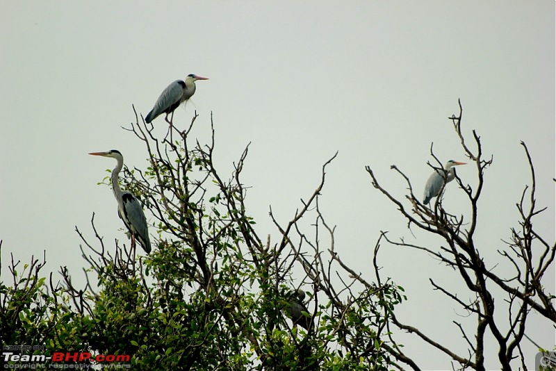 Drive from Calcutta to the land of Crocodiles, Bhitarkanika-img_0076-compressed.jpg