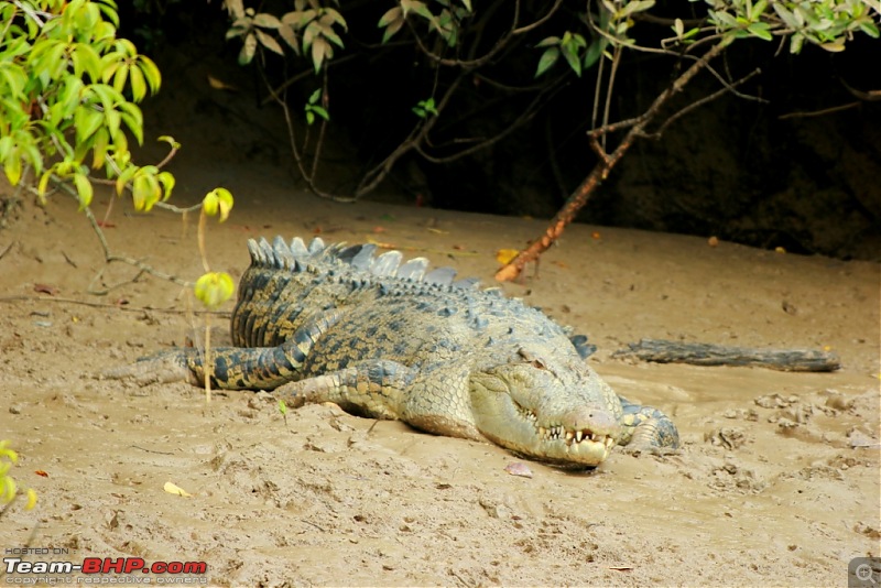 Drive from Calcutta to the land of Crocodiles, Bhitarkanika-img_0116-compressed.jpg
