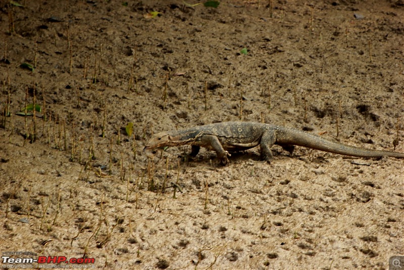 Drive from Calcutta to the land of Crocodiles, Bhitarkanika-img_0136-compressed.jpg