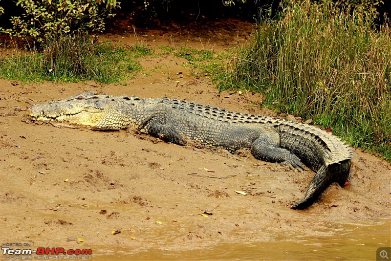 Drive from Calcutta to the land of Crocodiles, Bhitarkanika-img_0155-compressed.jpg