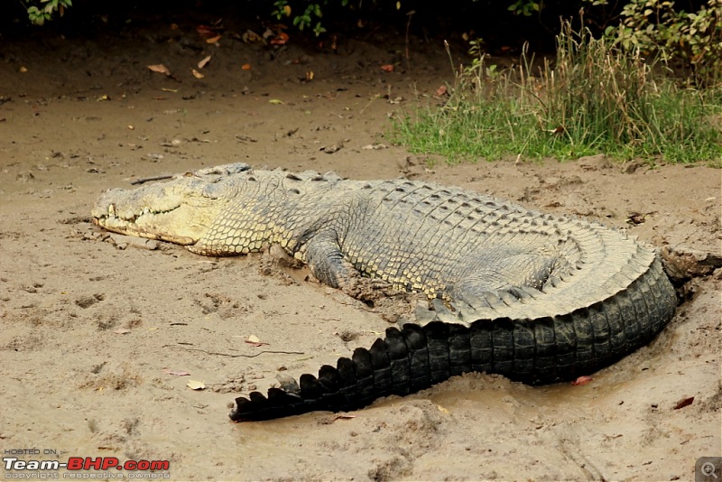 Drive from Calcutta to the land of Crocodiles, Bhitarkanika-img_0209-compressed.jpg