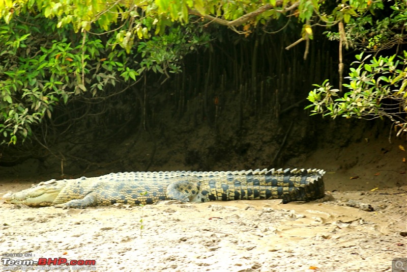 Drive from Calcutta to the land of Crocodiles, Bhitarkanika-img_0249-compressed.jpg