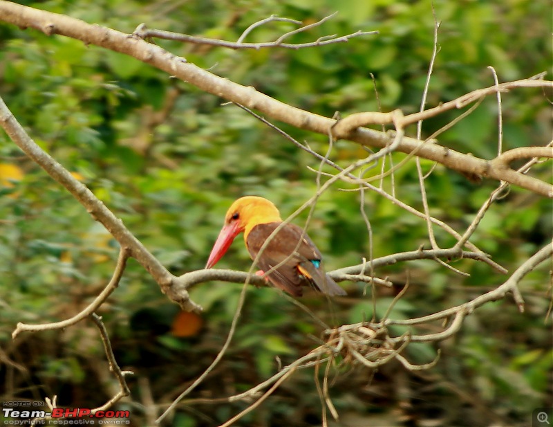 Drive from Calcutta to the land of Crocodiles, Bhitarkanika-img_0264.jpg