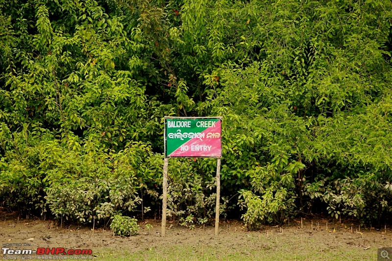 Drive from Calcutta to the land of Crocodiles, Bhitarkanika-img_0149-compressed.jpg