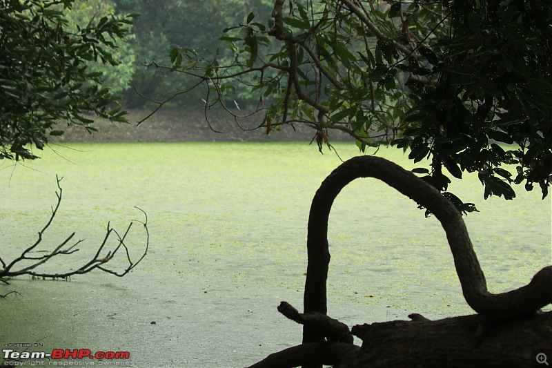 Drive from Calcutta to the land of Crocodiles, Bhitarkanika-img_0182.jpg