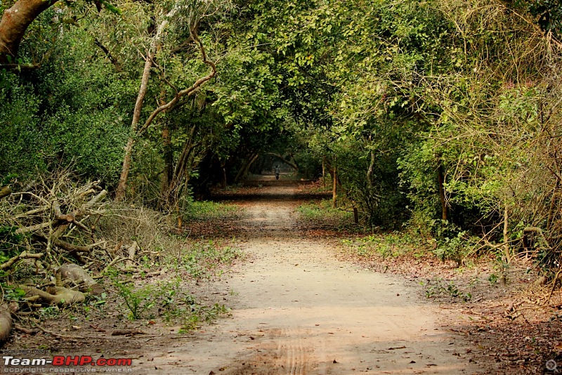 Drive from Calcutta to the land of Crocodiles, Bhitarkanika-img_0199-compressed.jpg