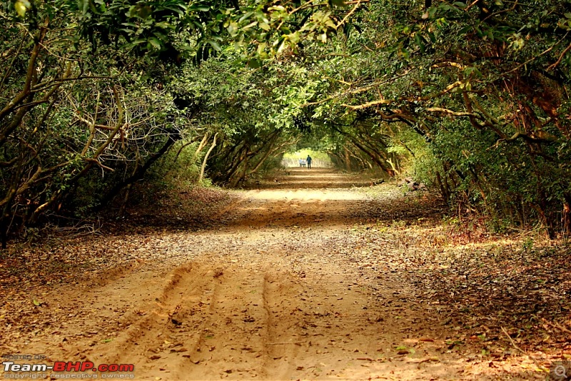 Drive from Calcutta to the land of Crocodiles, Bhitarkanika-img_0202-compressed.jpg