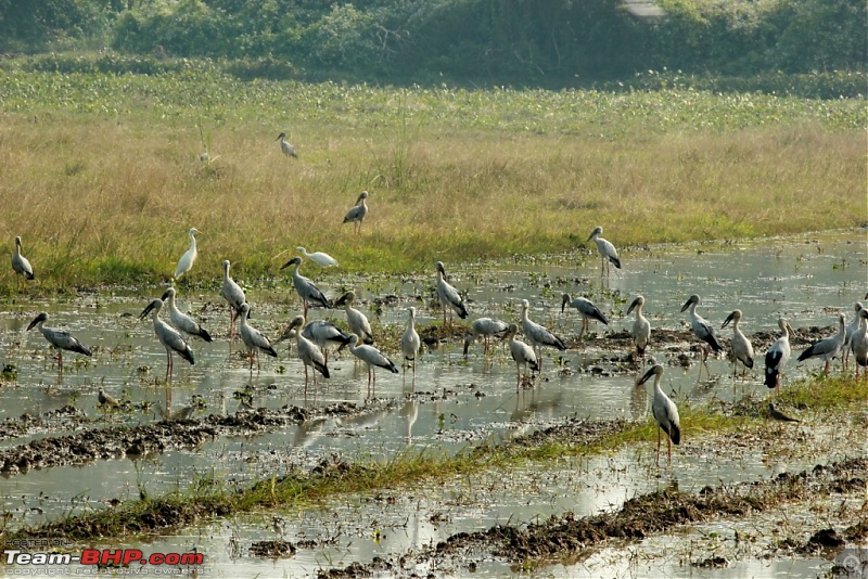 Drive from Calcutta to the land of Crocodiles, Bhitarkanika-img_9880-compressed.jpg