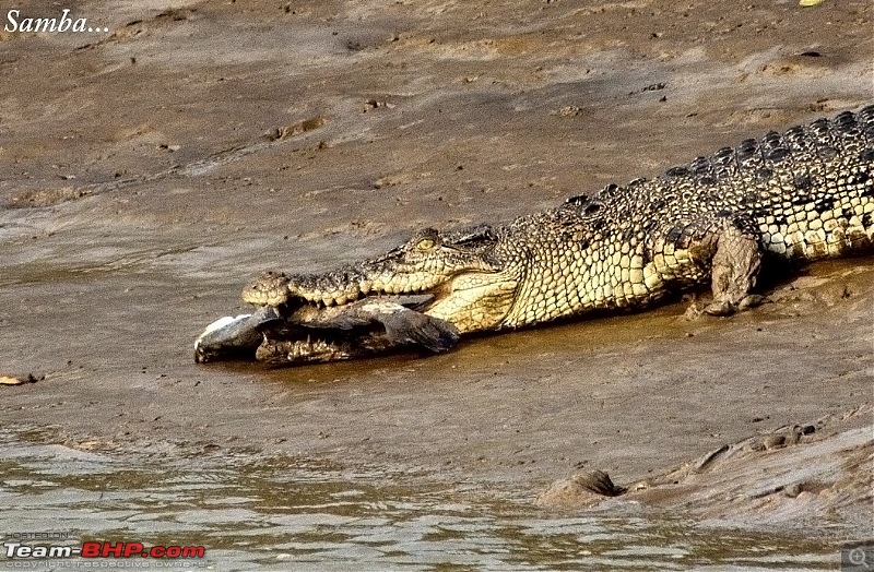 Drive from Calcutta to the land of Crocodiles, Bhitarkanika-412929_263827950355772_434633923_o.jpg