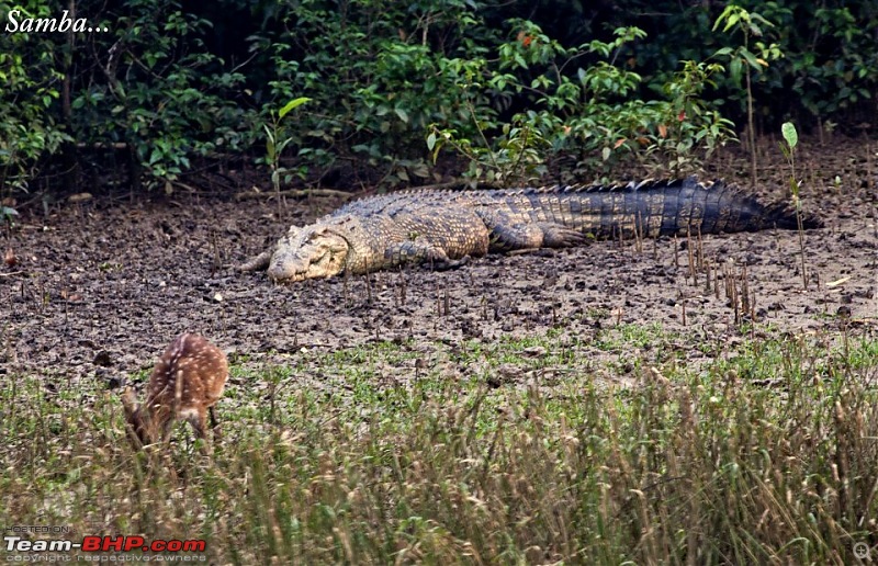 Drive from Calcutta to the land of Crocodiles, Bhitarkanika-426982_263338630404704_1156815504_n.jpg