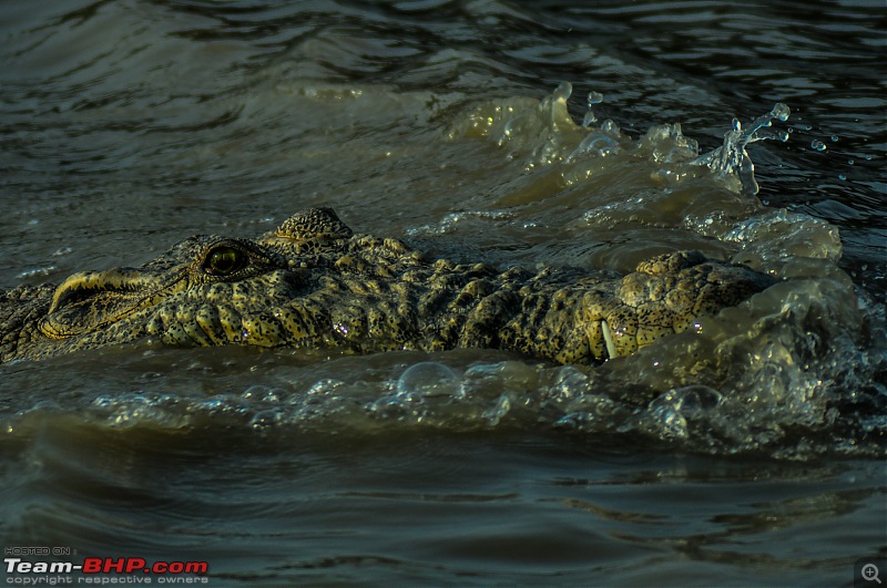 Drive from Calcutta to the land of Crocodiles, Bhitarkanika-dsc_0337.jpg