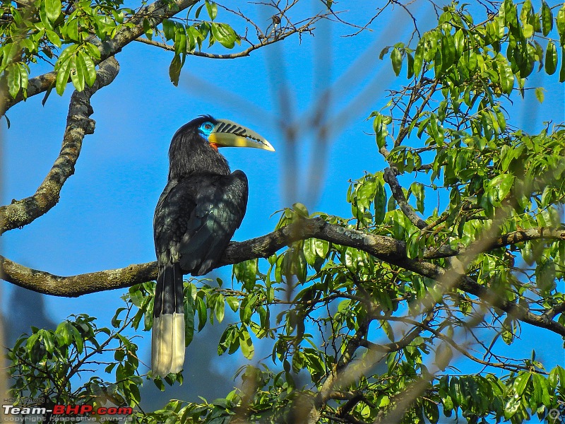 A trip to Birder's paradise - Mahananda & Latpanchar-dscn4950.jpg