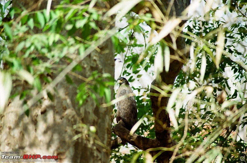 A visit to the Sher khans den- Tadoba Andhari tiger reserve.-eagle.jpg