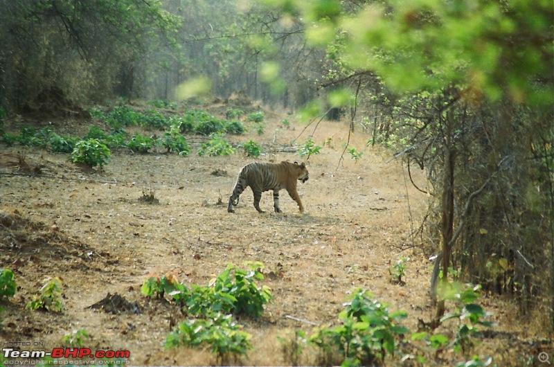 A visit to the Sher khans den- Tadoba Andhari tiger reserve.-tiger2.jpg