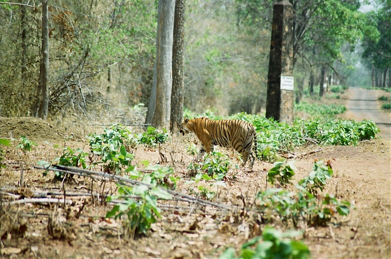 A visit to the Sher khans den- Tadoba Andhari tiger reserve.-2.1.jpg