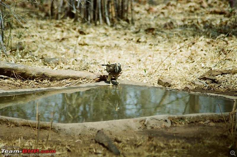 A visit to the Sher khans den- Tadoba Andhari tiger reserve.-73110030.jpg